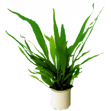 Microsorum Pteropus Eco