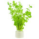 Rotala Rotundifolia Eco