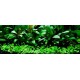 PAYSAGE AQUATIQUE N°63 Tropica
