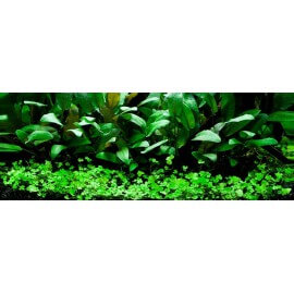 PAYSAGE AQUATIQUE N°66