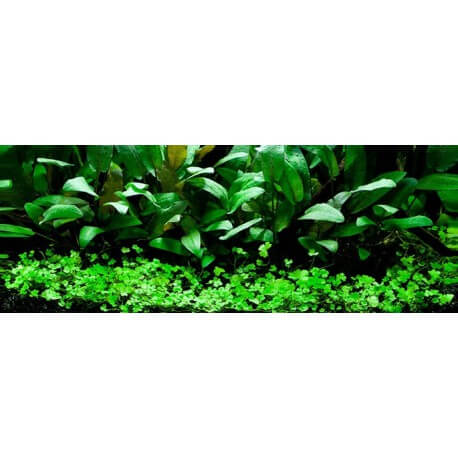 PAYSAGE AQUATIQUE N°63 Tropica
