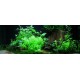 PAYSAGE AQUATIQUE N°63 Tropica
