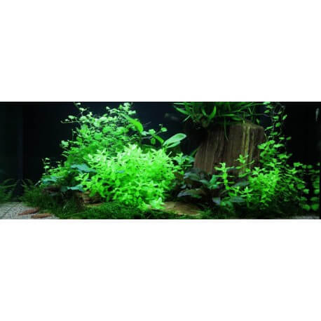 PAYSAGE AQUATIQUE N°63 Tropica