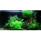 PAYSAGE AQUATIQUE N°63 Tropica
