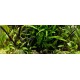 PAYSAGE AQUATIQUE N°63 Tropica