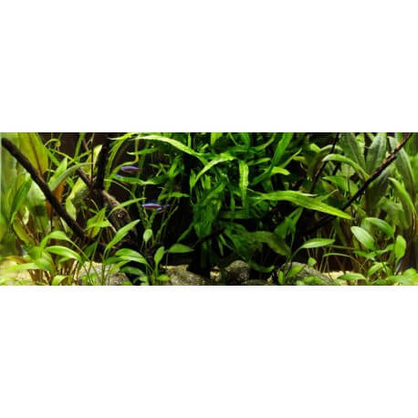 PAYSAGE AQUATIQUE N°63 Tropica