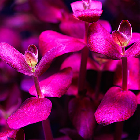 Bacopa Monnieri Purple In Vitro