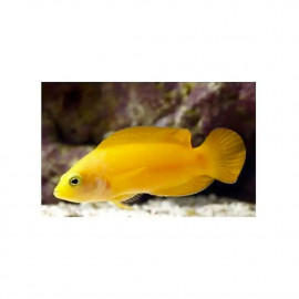 Pseudochromis fuscus - 5 à 8 cm