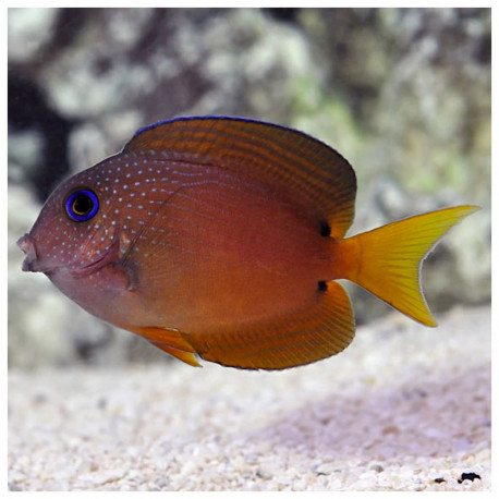 ctenochaetus binotatus 8-10cm