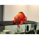 Ceramic Nature Peluche Blood Parrot