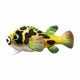 Ceramic Nature Peluche Puffer Tetraodon