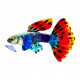 Ceramic Nature Peluche Guppy