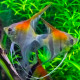 Pterophyllum scalare Manacapuru Red Back S (Elevage Europe)