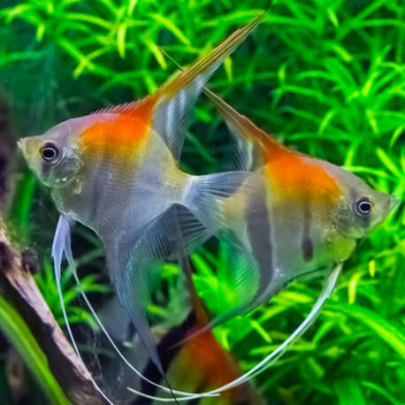 Pterophyllum scalare Manacapuru Red Back S (Elevage Europe)