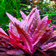 Cryptocoryne Flamingo