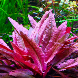 Cryptocoryne Flamingo