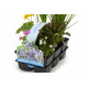 Pack de 6 plantes à fleur pour bassin extérieur