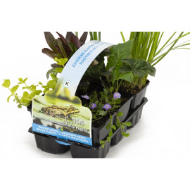 Pack de 6 plantes purifiantes pour bassin extérieur