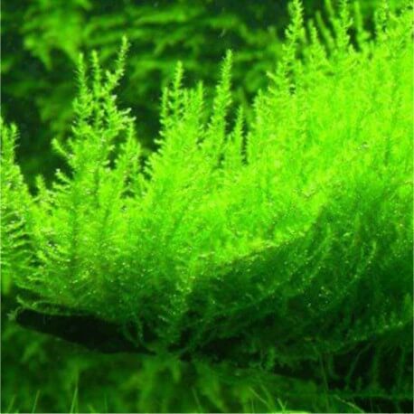 Erect Moss Vesicularia reticulata - Mousse aquatique pour aquarium