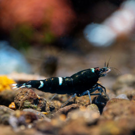 Crevette Caridina Cantonensis Taïwan Bee Black Panda