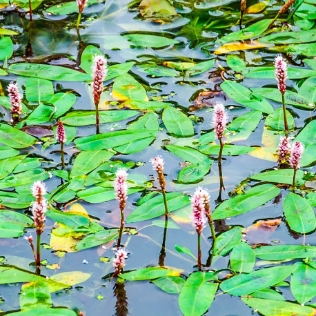 Potamogeton natans POT DE 9cm