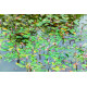 Potamogeton natans POT DE 9cm
