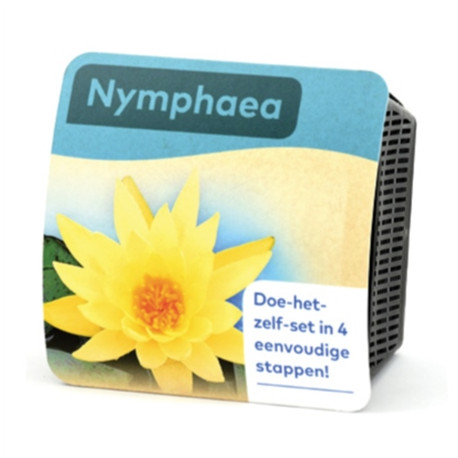 Kit Nymphaea Yellow