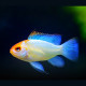 Mikrogeophagus ramirezi Blue Electric L-XL PAIR - Elevage Européen