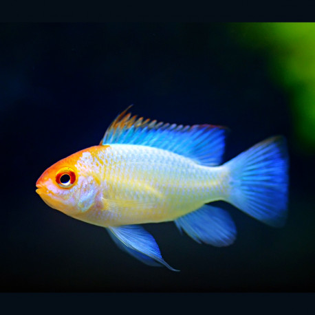 Mikrogeophagus ramirezi Blue Electric L-XL PAIR - Elevage Européen