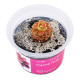 Pinguicula Florian - Plante carnivore pour terrarium