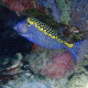 Ostracion meleagris - Poisson coffre pintade S