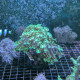 Alveopora sp. green - Corail dur à grands polypes LPS