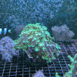 Alveopora sp. green - Corail dur à grands polypes LPS