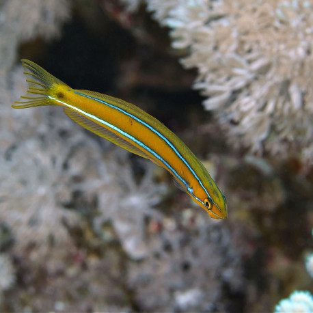 Meiacanthus atrodorsalis - Blennie à dos jaune M