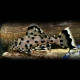 Leporacanthicus joselimai l264 S sultan pleco super white (Elevage Européen)