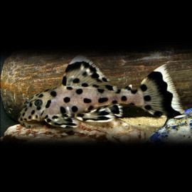 Leporacanthicus joselimai l264 S sultan pleco super white (Elevage Européen)