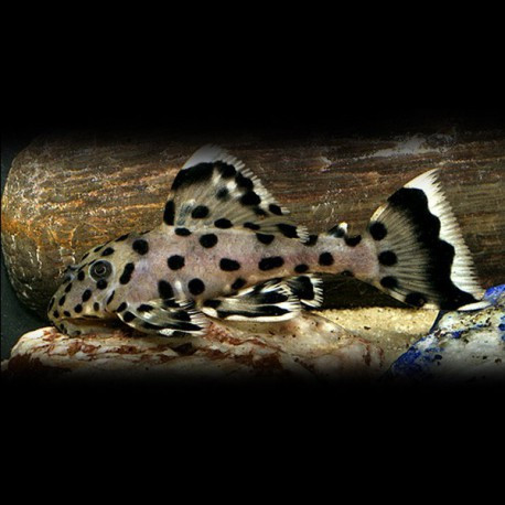 Leporacanthicus joselimai l264 S sultan pleco super white (Elevage Européen)