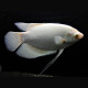Osphronemus goramy albinos 8-12cm - Gourami géant albinos