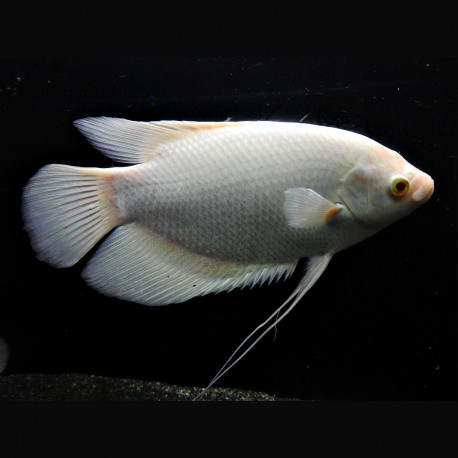 Osphronemus goramy albinos 8-12cm - Gourami géant albinos
