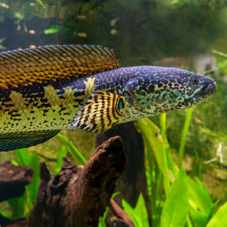 Channa aurantimaculata 20-25cm
