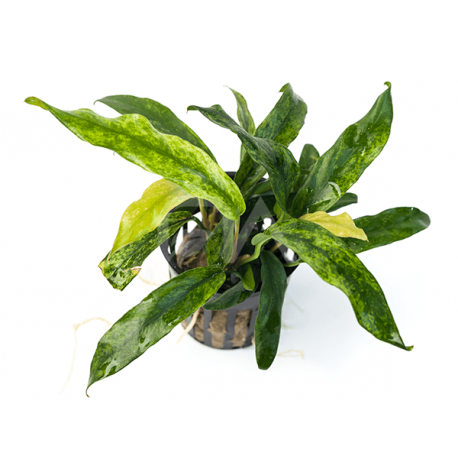 Anubias Minima Kruising - Plante d'aquarium résistante et facile
