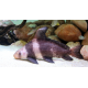Myxocyprinus asiaticus - Empereur de chine 5-8cm