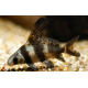 Myxocyprinus asiaticus - Empereur de chine 5-8cm