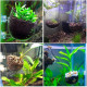 Aquaplante Pod - Pot pour Plantes d'Aquarium avec Ventouses