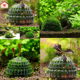 Aquaplante Mousse Dôme - Support de croissance pour mousses d'aquarium