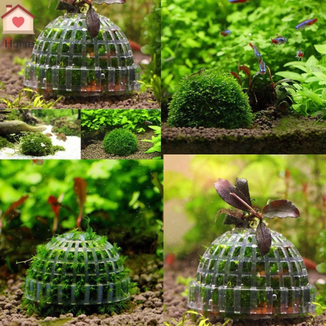 Aquaplante Mousse Dôme - Support de croissance pour mousses d'aquarium