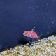 Plectranthias inermis  - Anthias à faux blanche
