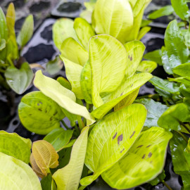 Echinodorus Yellow Sun  PREMIUM - Plante colorée pour aquarium