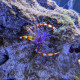 Stenopus tenuirostris - Crevette à rostre bleu