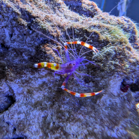 Stenopus tenuirostris - Crevette à rostre bleu